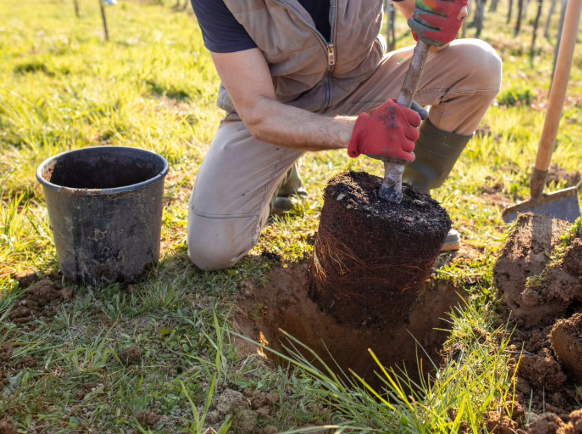 Actions reforestation – Fondation Laforêt