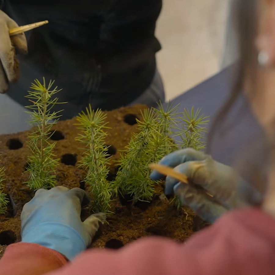 Action de plantation dans l’Oise – Fondation Laforêt